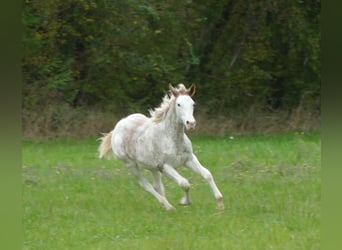 Anglo-Arabo, Giumenta, Puledri (03/2025), 165 cm, Sabino