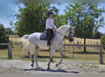 Anglo-Arabo, Hengst, 11 Jahre, 167 cm, Fliegenschimmel