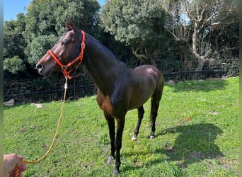 Anglo-Arabo, Hengst, 15 Jahre, 167 cm, Brauner