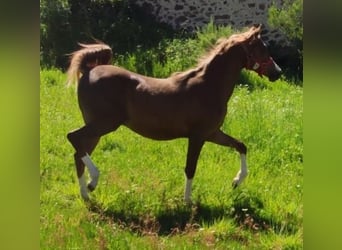 Anglo-Arabo, Hengst, 1 Jahr, 138 cm, Dunkelfuchs