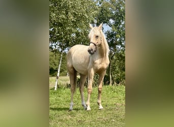 Anglo-Arabo, Hengst, 1 Jahr, 165 cm
