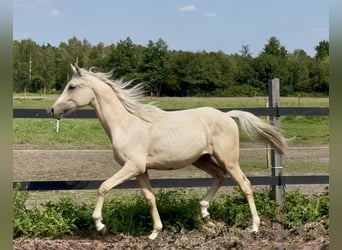 Anglo-Arabo, Hengst, 1 Jahr, 165 cm