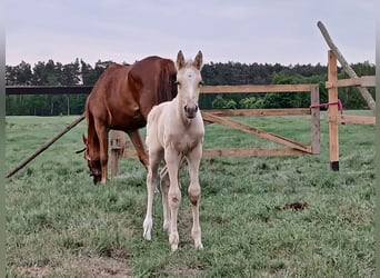 Anglo-Arabo, Hengst, 1 Jahr, 165 cm