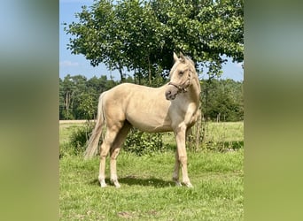 Anglo-Arabo, Hengst, 1 Jahr, 165 cm