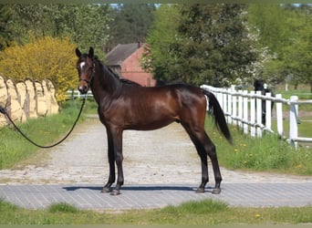 Anglo-Arabo, Hengst, 1 Jahr, 170 cm, Dunkelbrauner