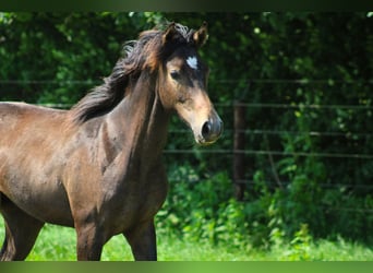 Anglo-Arabo, Hengst, 1 Jahr, Schimmel