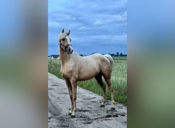 Anglo-Arabo, Hengst, 2 Jahre, 163 cm, Palomino