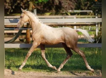 Anglo-Arabo, Hengst, 2 Jahre, 163 cm, Palomino