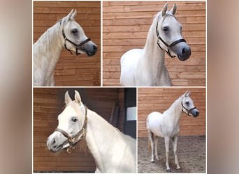 Anglo-Arabo, Hengst, 2 Jahre