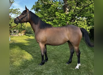 Anglo-Arabo, Hengst, 5 Jahre, 156 cm, Dunkelbrauner