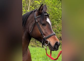 Anglo-Arabo, Hengst, 5 Jahre, 156 cm, Dunkelbrauner