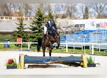Anglo-Arabo, Hengst, 6 Jahre, 164 cm, Dunkelbrauner