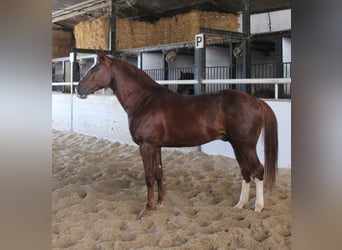 Anglo-Arabo, Hengst, 6 Jahre, 168 cm, Fuchs