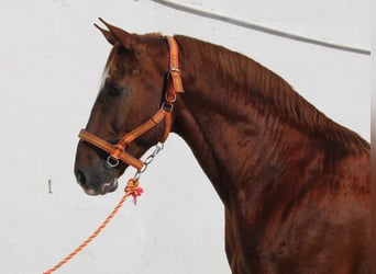 Anglo-Arabo, Hengst, 6 Jahre, 168 cm, Fuchs