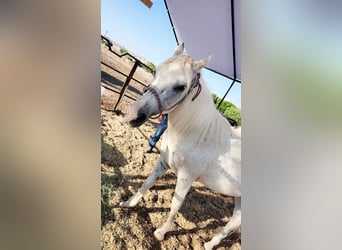 Anglo-Arabo, Hengst, 7 Jahre, White