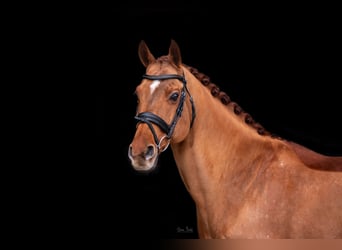 Anglo-Arabo, Hengst, 15 Jahre, 162 cm, Fuchs