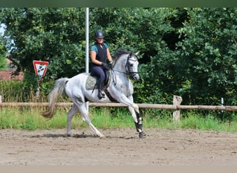 Anglo-Arabo, Hengst, 6 Jahre, 164 cm, Schecke