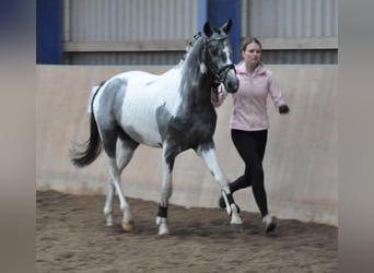 Anglo-Arabo, Hengst, 5 Jahre, 161 cm, Schecke