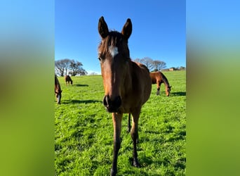 Anglo-Arabo, Stallone, 2 Anni, 148 cm