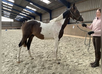 Anglo-Arabo, Stallone, 2 Anni, 167 cm, Pezzato