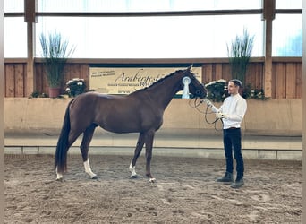 Anglo-Arabo, Stallone, 3 Anni, 168 cm, Sauro