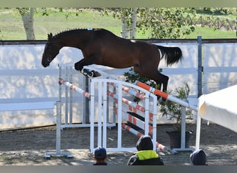 Anglo-Arabo, Stallone, 4 Anni, 167 cm, Baio