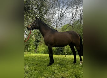 Anglo-Arabo Mix, Stallone, 5 Anni, 155 cm, Baio scuro