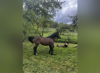 Anglo-Arabo Mix, Stallone, 5 Anni, 155 cm, Baio scuro
