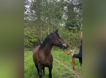 Anglo-Arabo Mix, Stallone, 5 Anni, 155 cm, Baio scuro