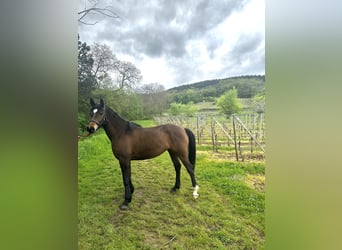 Anglo-Arabo Mix, Stallone, 5 Anni, 155 cm, Baio scuro