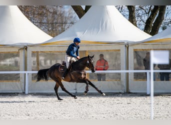 Anglo-Arabo, Stallone, 6 Anni, 164 cm, Baio scuro