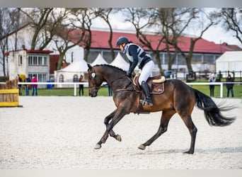 Anglo-Arabo, Stallone, 6 Anni, 164 cm, Baio scuro