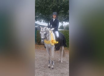 Anglo-Arabo, Stallone, 6 Anni, 164 cm, Pezzato