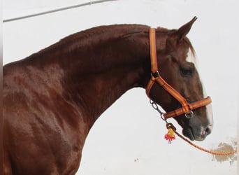 Anglo-Arabo, Stallone, 6 Anni, 168 cm, Sauro