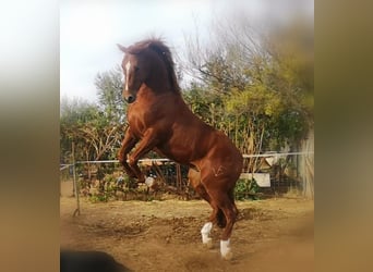 Anglo-Arabo, Stallone, 7 Anni, 160 cm, Sauro