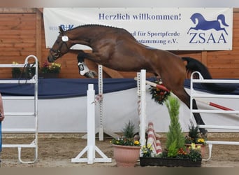 Anglo-Arabo, Stallone, 7 Anni, 167 cm, Baio