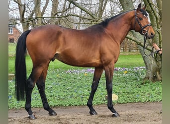 Anglo-Arabo, Stallone, 7 Anni, 167 cm, Baio