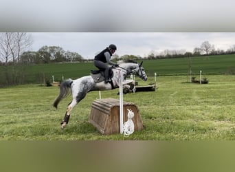 Anglo-Arabo, Stallone, 8 Anni, 164 cm, Pezzato