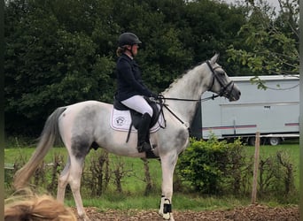 Anglo-Arabo, Stallone, 8 Anni, 164 cm, Pezzato