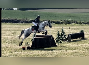 Anglo-Arabo, Stallone, 8 Anni, 164 cm, Pezzato