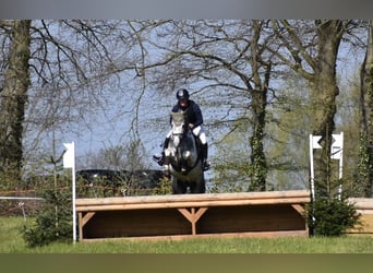 Anglo-Arabo, Stallone, 8 Anni, 164 cm, Pezzato