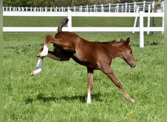 Anglo-Arabo, Stallone, Puledri
 (04/2023), Grigio