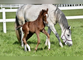 Anglo-Arabo, Stallone, Puledri
 (04/2023), Grigio