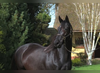 Anglo-Arabo, Stute, 10 Jahre, 165 cm, Rappe