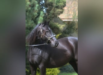 Anglo-Arabo, Stute, 10 Jahre, 165 cm, Rappe