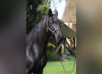 Anglo-Arabo, Stute, 10 Jahre, 165 cm, Rappe