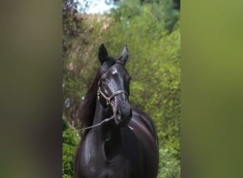 Anglo-Arabo, Stute, 10 Jahre, 165 cm, Rappe