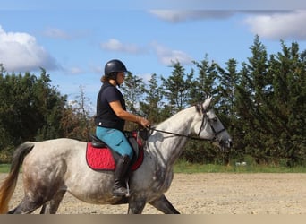 Anglo-Arabo, Stute, 12 Jahre, 165 cm, Schimmel