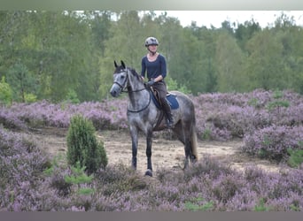 Anglo-Arabo, Stute, 12 Jahre, 166 cm, Schimmel