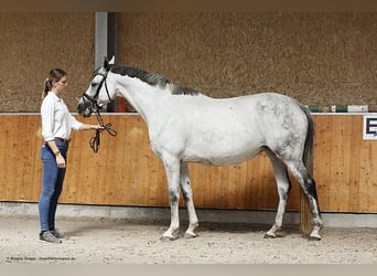 Anglo-Arabo, Stute, 12 Jahre, 166 cm, Schimmel